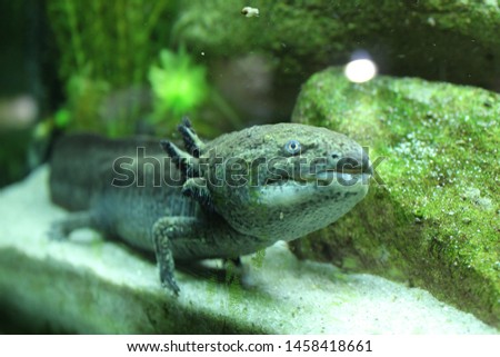 An axolotl in a fish tank