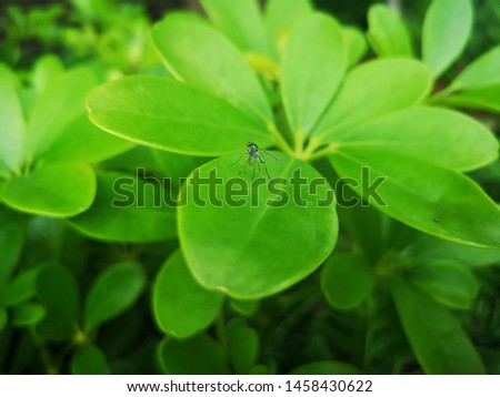Close up shot of green leaves texture and tree branches with small bug in nature