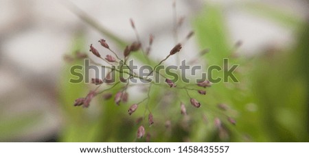 Macro closeup of small flower buds with out focus background. small tiny flowers