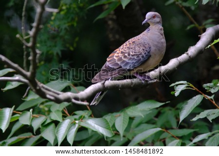 wild bird turtle dove on branch