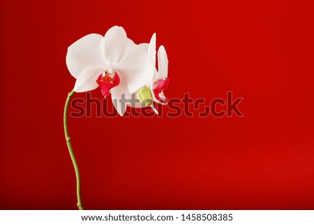 Tropical white orchid on a red background. Free space, Copy-Space, close-up.