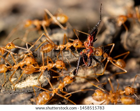 Blurred ants insect carry other insect to food on ground to nest on tree.