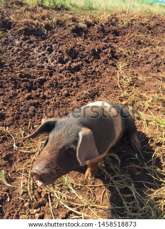 Close up of floppy ear pig snout pointing up. Hungry piggy sitting in the mud