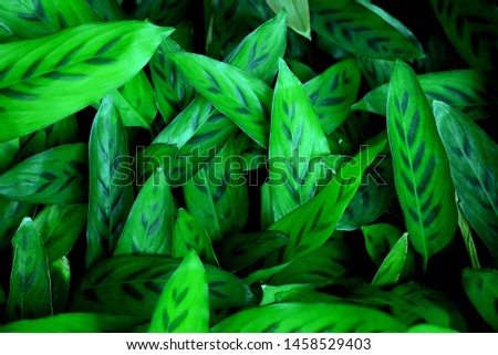 Dark green leaves Is a tropical plant And has a natural dark background