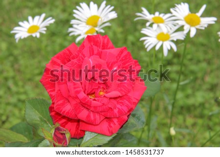 A few daisies and a red rose on a green background.