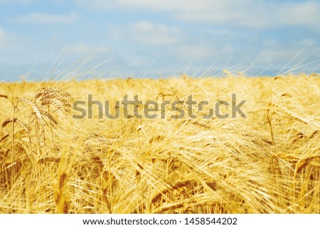 Beutiful golden wheat field with blue sky, fresh crop of wheat	