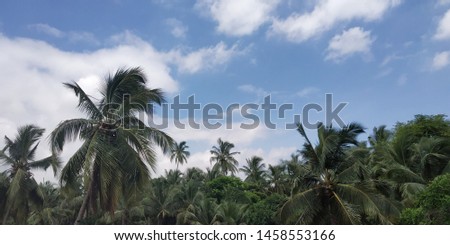 A pic which resembles how beautiful nature is.The pic includes coconut trees and a bright blue sky.