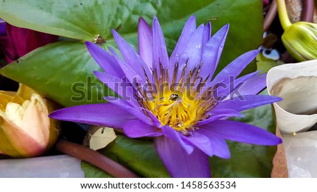 Scenic view landscape of Season travel concept.Beautiful Nature Landscape Lotus sea(lake) background in the bright day,Thailand, lotus, red lotus sea, Udon Thai.