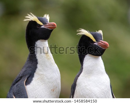 Portrait of a pair of Erect-crested Penguins (Eudyptes sclateri) on the Antipodes Islands, New Zealand. Two birds looking to the right against green background.