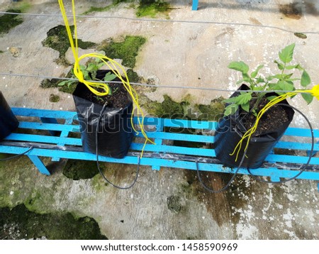 tomato planting in polibag with fertigation system Royalty-Free Stock Photo #1458590969
