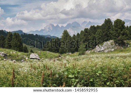 Mountain landscape with flowery field