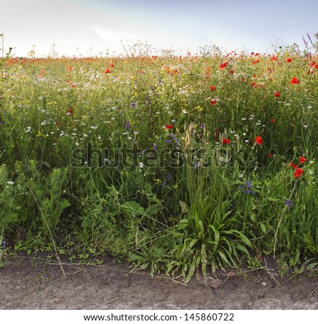 View of a field of poppy flowers , chamomile and plantain in opposite sun light
