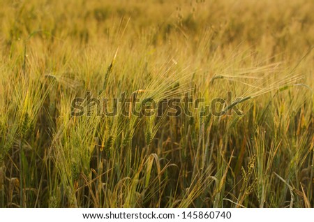 Background of unripe barley in opposite sun dawn light