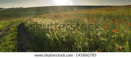 View of a field of poppy flowers and unripe barley in opposite sun light