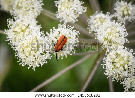 beautiful orange bug isolated on vibrant white flowers