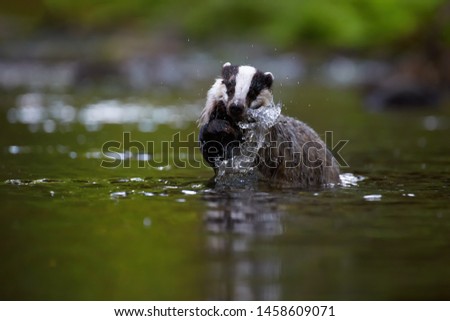 European badger, Meles meles, low angle photo of a male swimming in forest stream.  Badger reflecting itself in calm water surface.  Isolated badger searching for food in forest stream.  Czech nature.