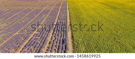 Aerial panorama of wonderful agricultural in Provence, France. Aerial landscape of beautiful agricultural area with lavender flowers in rows, amazing nature, rural landscape. Drone photography