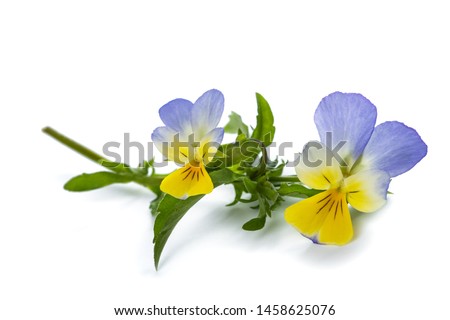 Viola tricolor isolated on white background