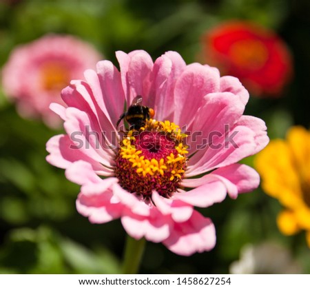 A bumblebee sits on a blooming pink ziniya. Beautiful wildlife close up.
