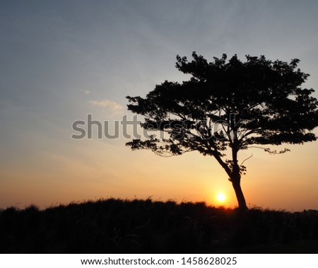 The morning sunrise scene, the sun rising up with golden light all over the sky, the front has a shadow of a hill, grass and big trees, which is a picture that looks calm and beautyful.