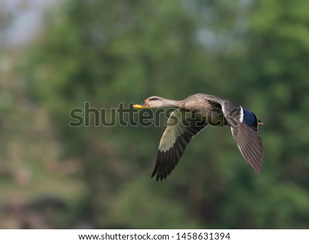 Spot billed Duck flying - beautiful green backdrop