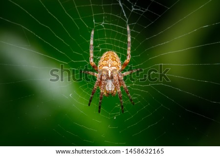 Closeup on a cross spider, also called european garden spider, diadem spider or pumpkin spider Royalty-Free Stock Photo #1458632165