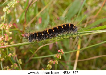 fox moth caterpillar, summer meadow