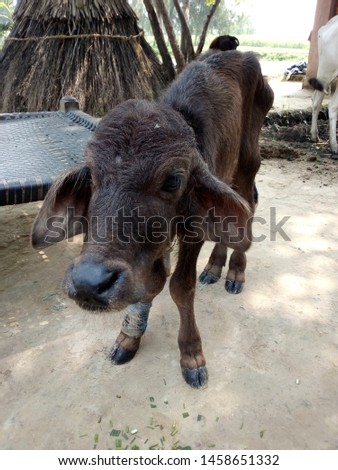 The picture a black calf of an Indian buffalo