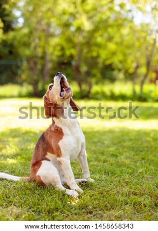 Dog with opened mouth (barking, screaming, complaining). Natural outdoor background. 