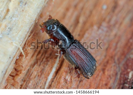 Male of Platypus cylindrus, commonly known as the oak pinhole borer, is a species of ambrosia beetle in the weevil family Curculionidae formerly Platypodidae. Pest in forests.