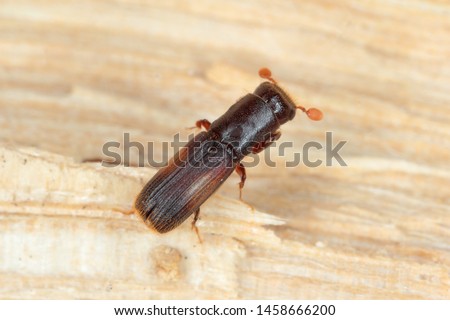 Female of Platypus cylindrus, commonly known as the oak pinhole borer, is a species of ambrosia beetle in the weevil family Curculionidae formerly Platypodidae. Pest in forests.