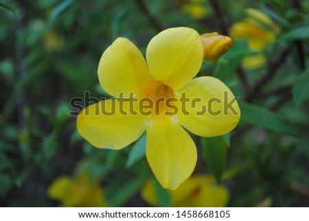 Beautiful yellow allamanda flower blooming at rainy season. 