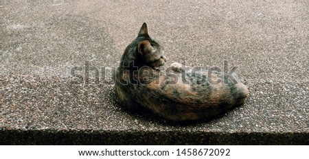 The gray cat is sitting on the cement floor.