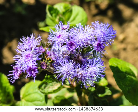 Little purple flowers in the garden. Ageratum flowers and background of green leaves..