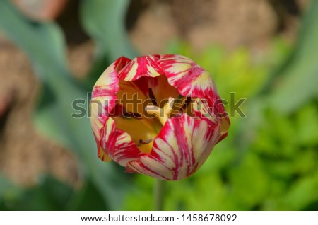 closed multi-colored striped bud of a tulip top view