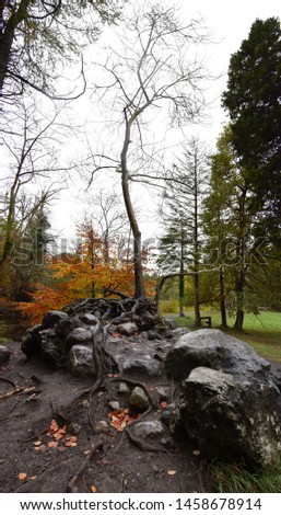 single thin tree growing from rocks, Irish Forest