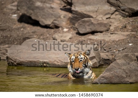 Royal bengal female tiger resting in water body of the jungle. Animal in forest stream near rock and hills. Wild cat in natural habitat at ranthambore national park, Rajasthan, india, asia