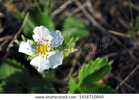 Flower of wild strawberry, growing spring in forest close up macro detail, soft blurry dark green grass background