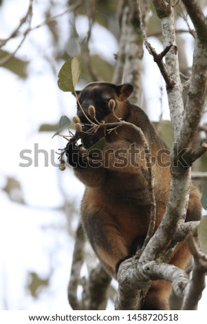 A Lumholtz's tree-kangaroo (Dendrolagus lumholtzi) rests high in a tree in a dry forest  Queensland, Australia