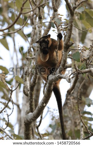 A Lumholtz's tree-kangaroo (Dendrolagus lumholtzi) rests high in a tree in a dry forest  Queensland, Australia