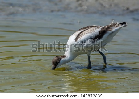 Pied avocet searching for food  Royalty-Free Stock Photo #145872635