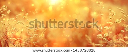 golden meadow grass close up, abstract sunny field natural background. Beautiful landscape of indian summer. harvest season. banner. copy space. template for design Royalty-Free Stock Photo #1458728828
