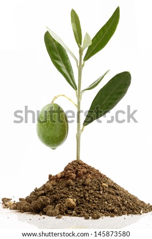 seedling olive and olive green Royalty-Free Stock Photo #145873580