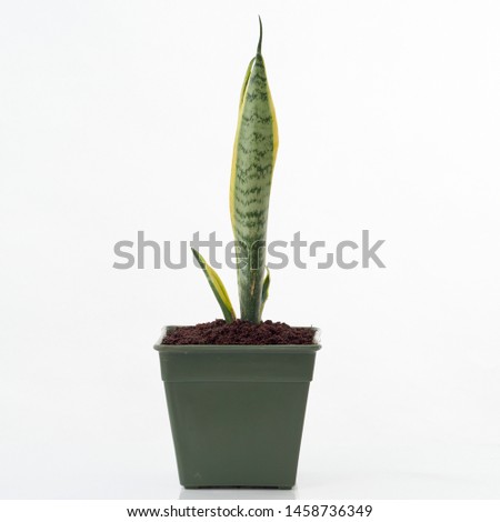 Interior decoration. Sansevieriya planted in green pots isolated on a white background