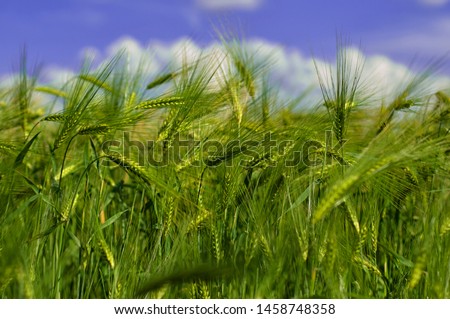 Green fields of wheat touching the cloudy sky