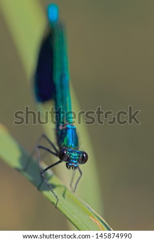 blue dragonfly close up