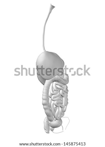 High resolution concept or conceptual anatomical human or man 3D digestive system isolated on white background as metaphor to anatomy,medical,body,stomach,medicine,intestine,biology,internal or digest