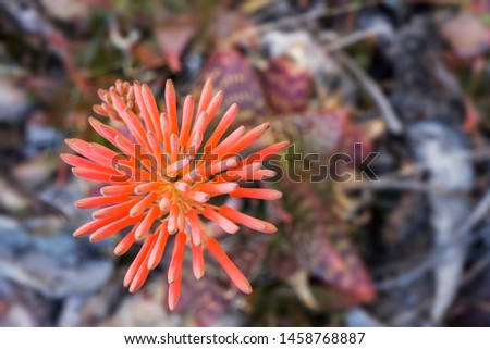 An interesting picture of the Unusually shaped  flower-star of coral-orange color of heat-resistant medicinal plant Aloe Maculata, top view, close-up

