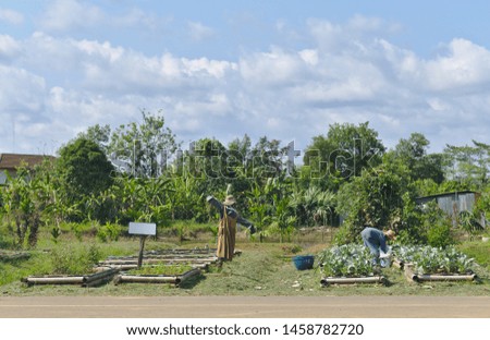 Backyard garden of organic vegetables under sunlight in summer  