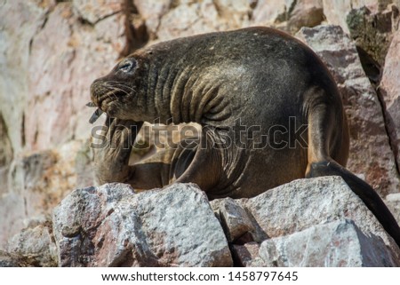Fur seal on the islands of Ballestas (Peru)